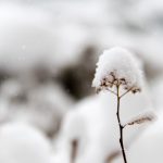 closeup photo of flower covered in snow