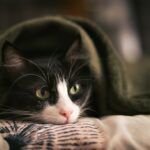 tuxedo cat lying on bed