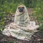 fawn pug covered by Burberry textile between plants